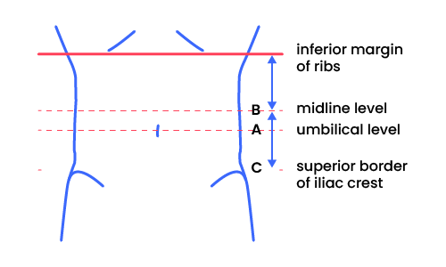 Showing, where to measure you waist circumference.