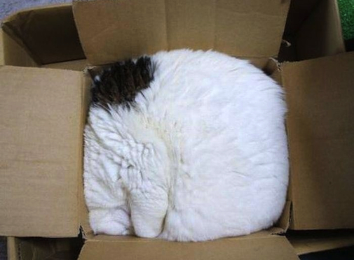 Cat in a cardboard box. cat.rar