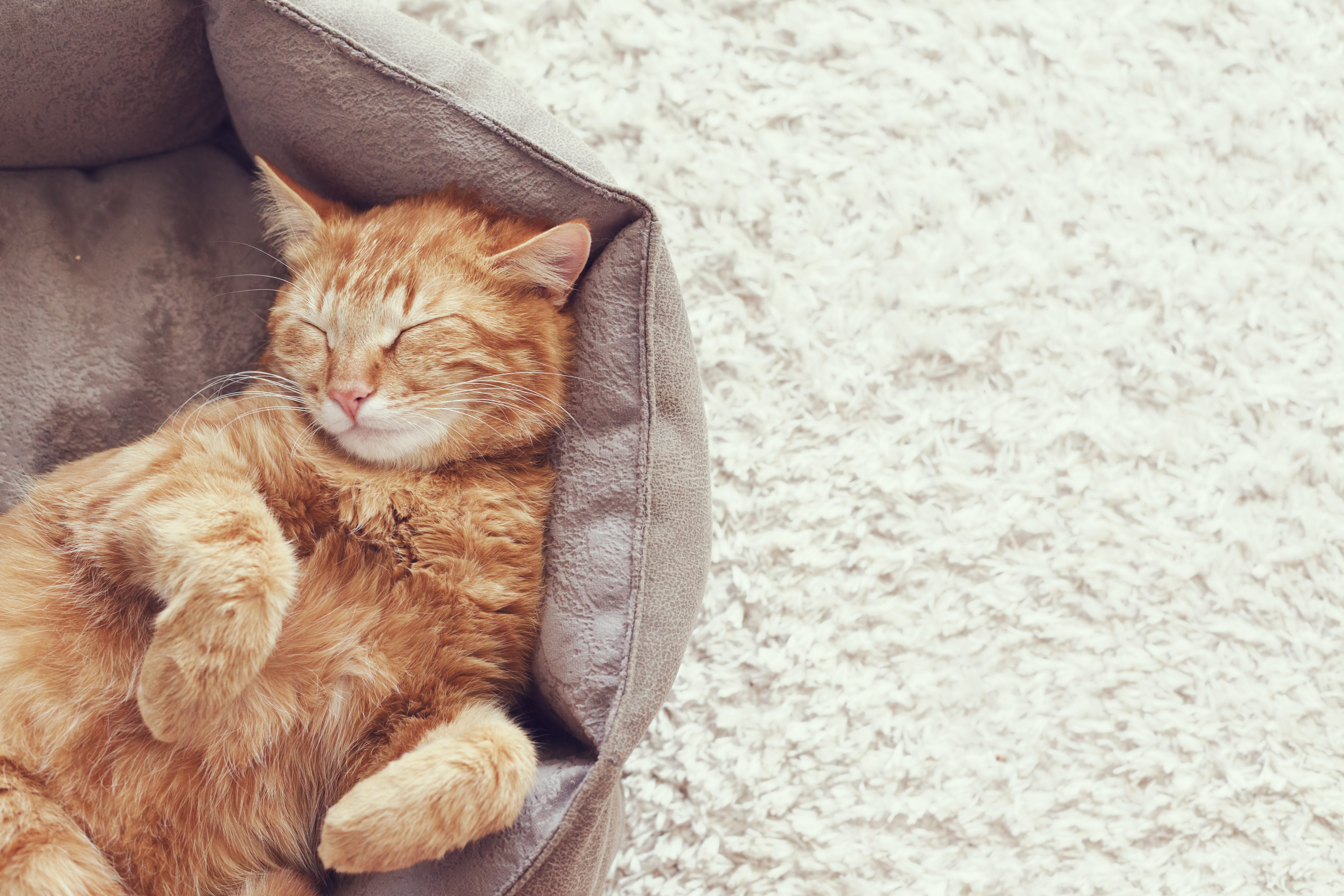 A cat relaxing on a bed.