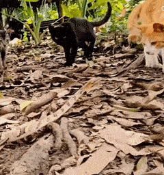 A cat slapping the aggressiveness out of a snake's snout in less than a tenth of a secon.