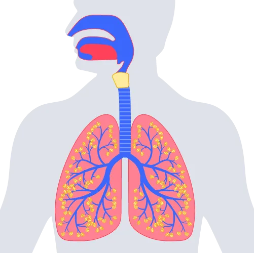 Illustration of the lung with the anatomical dead space highlighted in blue