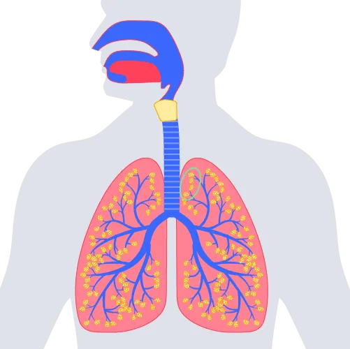 Illustration of the lung with the functional dead space in in green and blue.