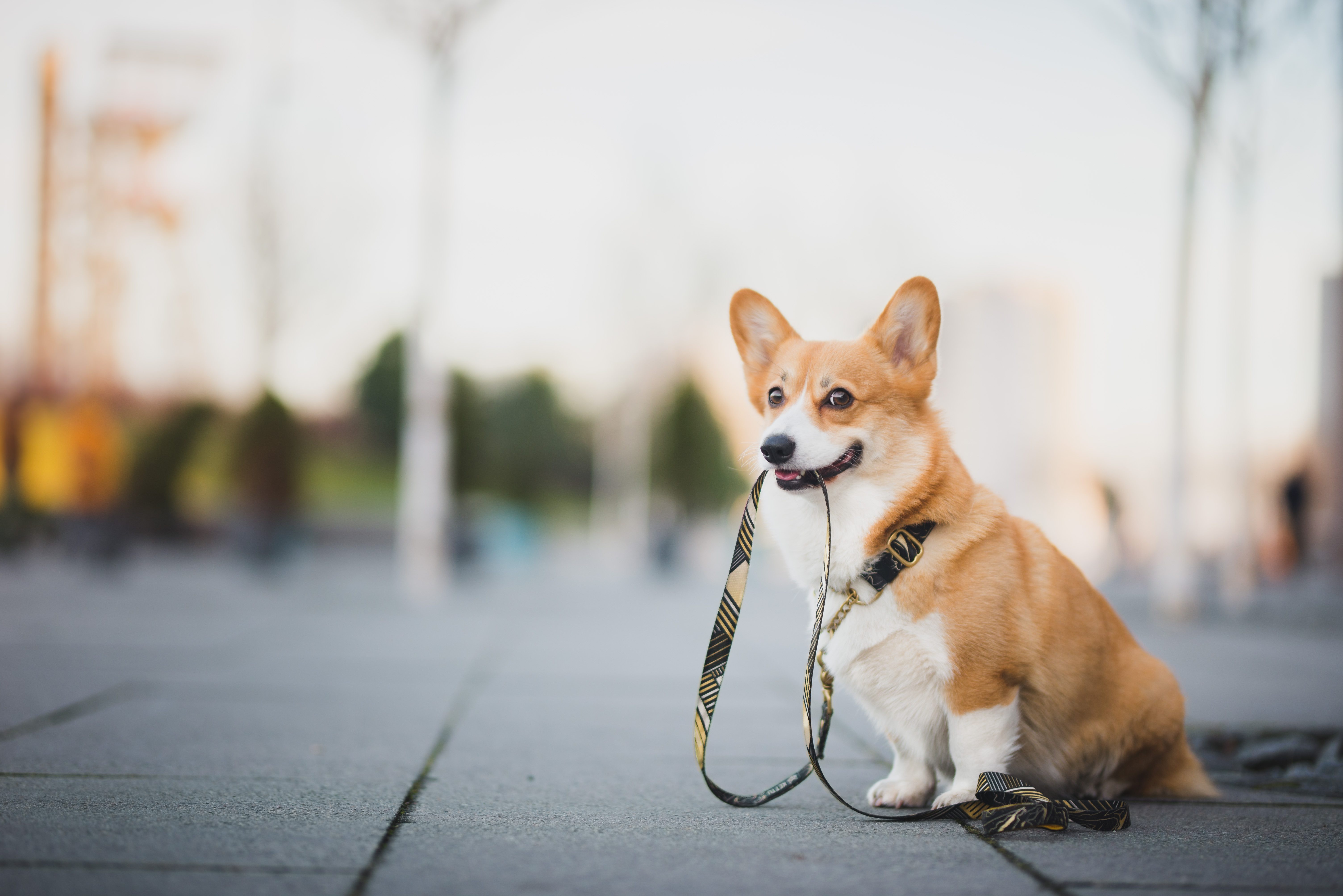 Cute corgi holding its leash.