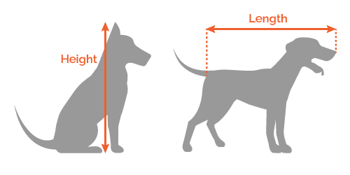 How to measure length and height of your dog.