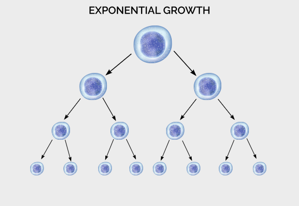 Exponential growth of cells. Each cell devides into two.