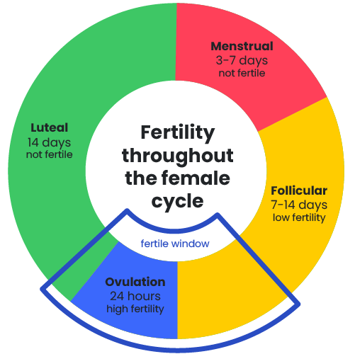 Fertility throughout the female cycle