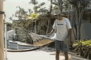 tree falling on the hammock