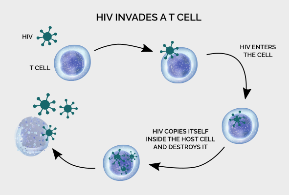 image showing how HIV virus attacks an immune system cell