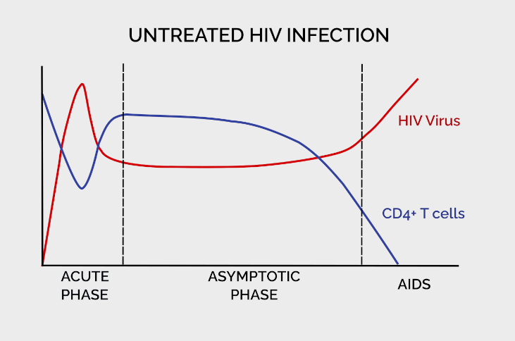a chart showing how HIV virus and CD4+ lymphocytes vary over time if HIV infection is untreated