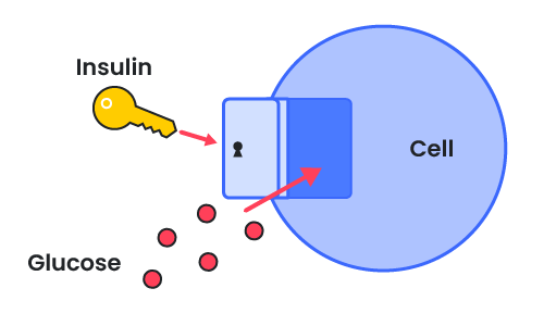 Insulin shown as a key that lets the glucose particles into the cell.