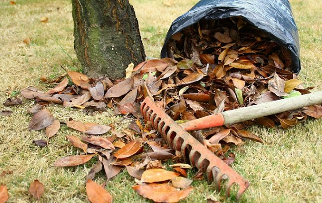 A bag with leaves and a rake.