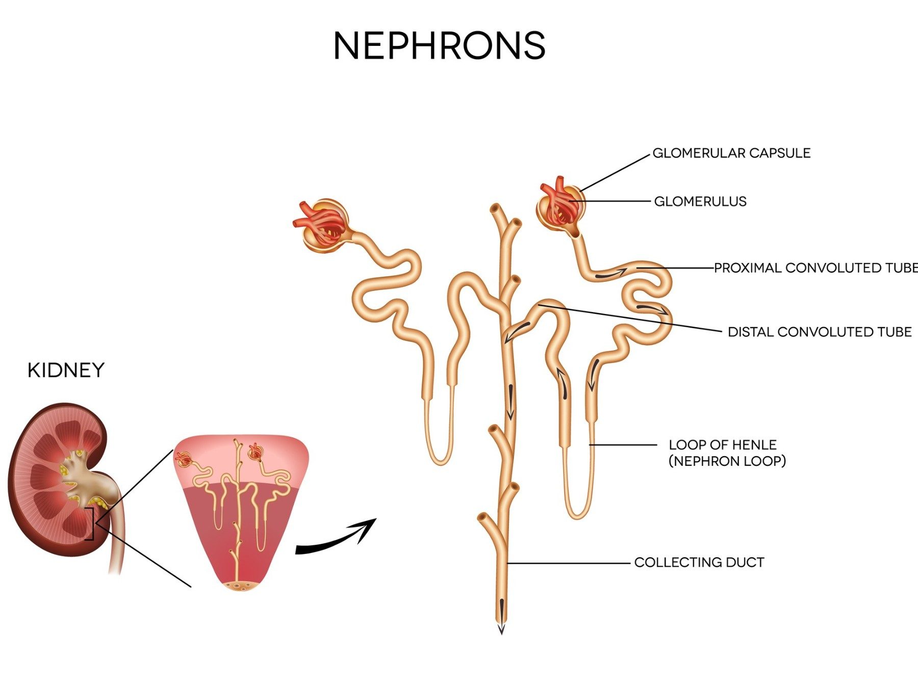 Nephrons