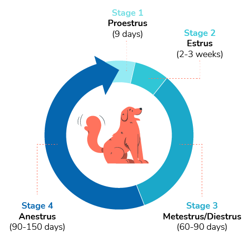 An image showing dog heat cycle.