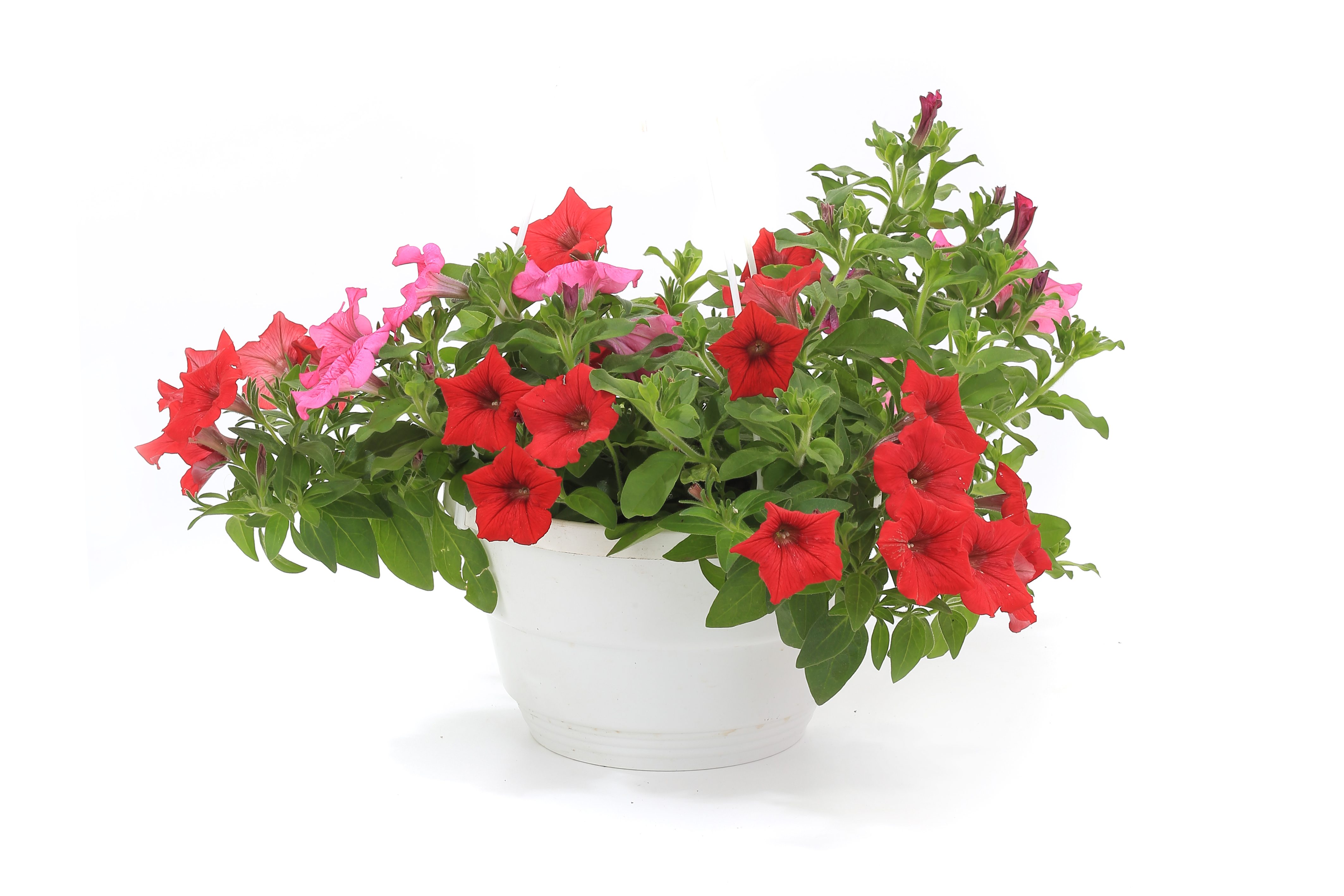 A pot of petunias