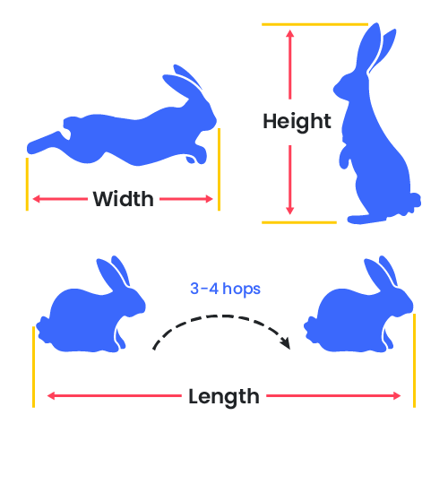 Taking measurements of a rabbit to design a custom cage.