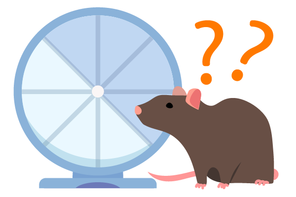 Rats need more than just a hamster wheel