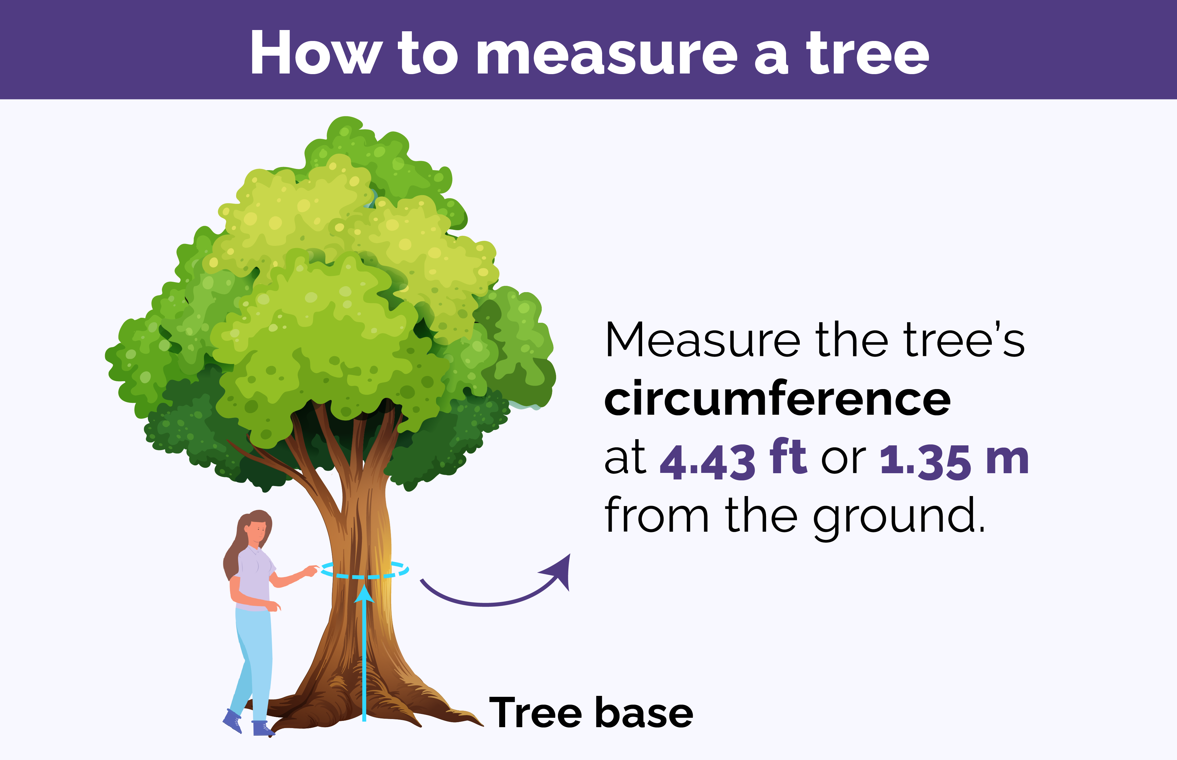 Image describing how to measure the circumference of a tree.