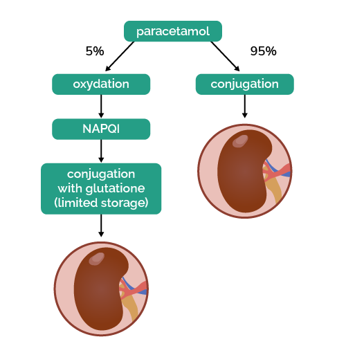 A diagram showing how paracetamol is metabolised in the body when taken in regular doses.